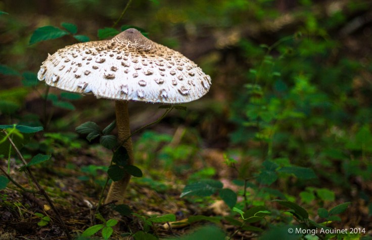 photo-mongi-aouinet-9957